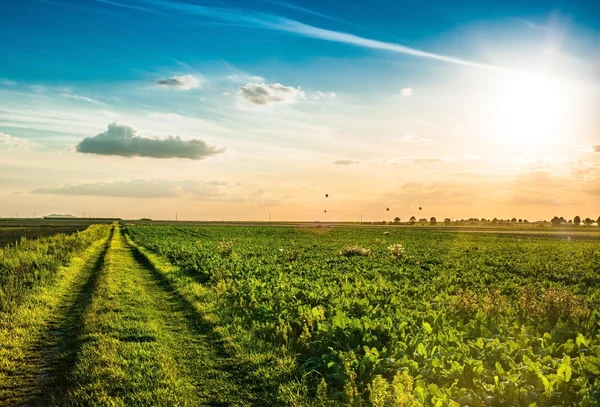 Voie dans prairie et ciel bleu . — Photo