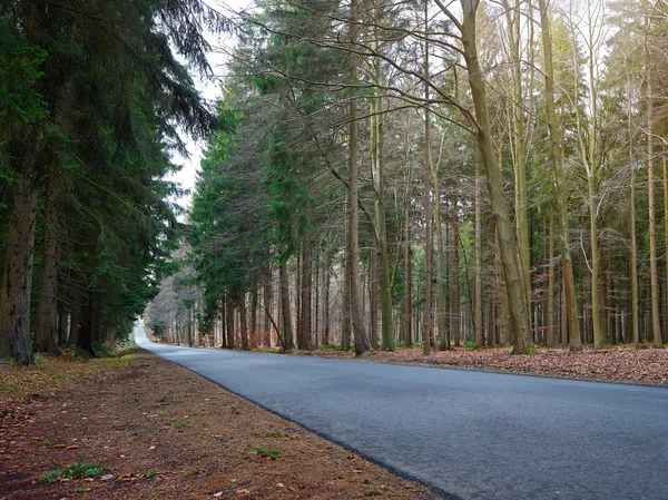 Landweg in forrest — Stockfoto