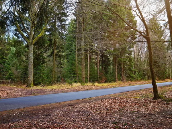 Landweg in forrest — Stockfoto