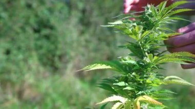 Doğada yetişen yeşil marihuana yaprağı - kenevir sağlık konsepti. seçici odak