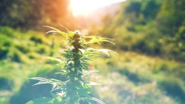 Doğada yetişen yeşil marihuana yaprağı - kenevir sağlık konsepti. seçici odak