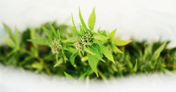 Grönt Blad Marijuana Växer Naturen Cbd Cannabis Hälsobegrepp — Stockfoto