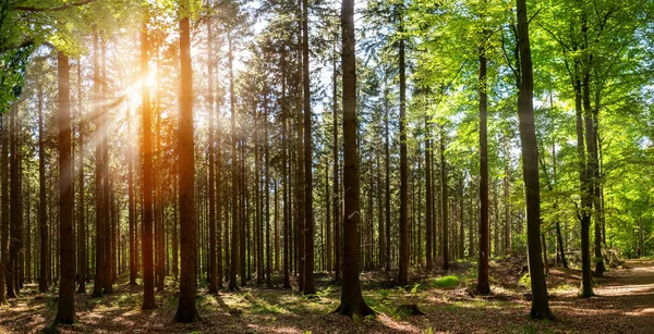 Cichy Las Wiosną Pięknymi Promieniami Słońca Wędrowny Żądza — Zdjęcie stockowe