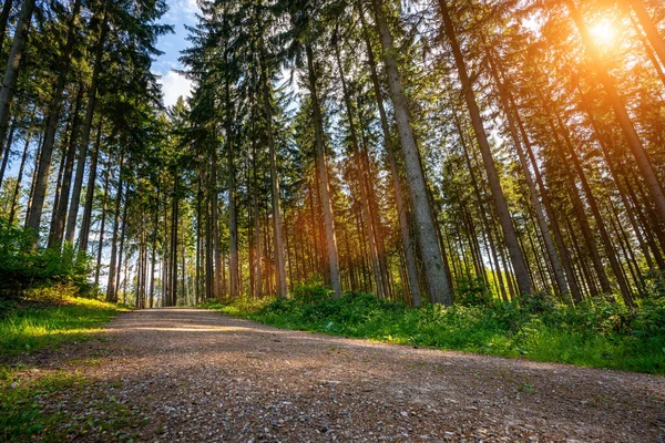 美しい明るい太陽の光線と春の静かな森 Wanderlist — ストック写真