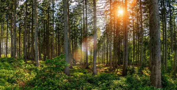 Тихий Ліс Навесні Гарними Яскравими Сонячними Променями Пристрасть Блуду — стокове фото