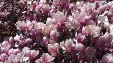 Güneşli ve Çiçekli Güzel Manolya Ağacı.