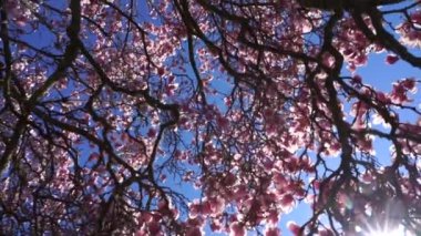 Güneşli ve Çiçekli Güzel Manolya Ağacı.