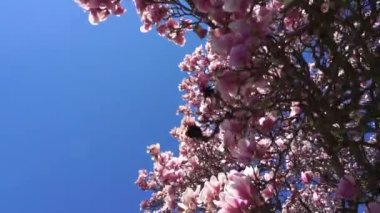 Güneşli ve Çiçekli Güzel Manolya Ağacı.