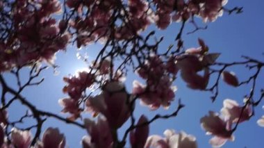 Güneşli ve Çiçekli Güzel Manolya Ağacı.