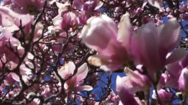 Güneşli ve Çiçekli Güzel Manolya Ağacı.