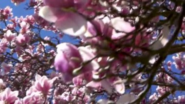 Güneşli ve Çiçekli Güzel Manolya Ağacı.