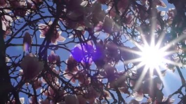 Güneşli ve Çiçekli Güzel Manolya Ağacı.