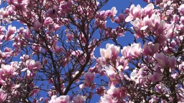 Árvore Magnólia Bonita Com Sol Flores — Vídeo de Stock