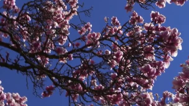 Krásný Magnolia Strom Sluncem Květy — Stock video