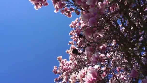 Árvore Magnólia Bonita Com Sol Flores — Vídeo de Stock