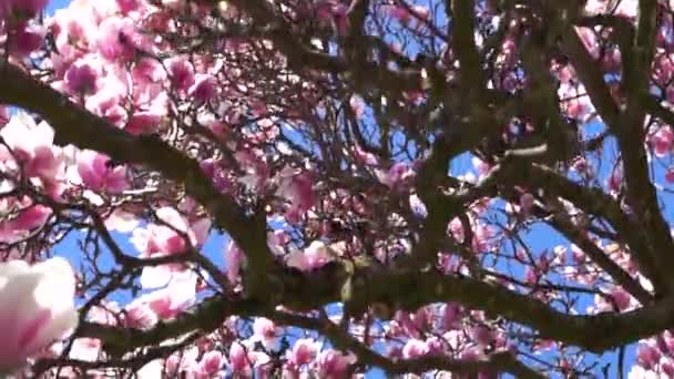太陽と花の美しいマグノリアの木 — ストック動画