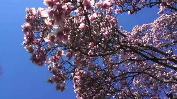 Vackra Magnolia Träd Med Sol Och Blommor — Stockvideo