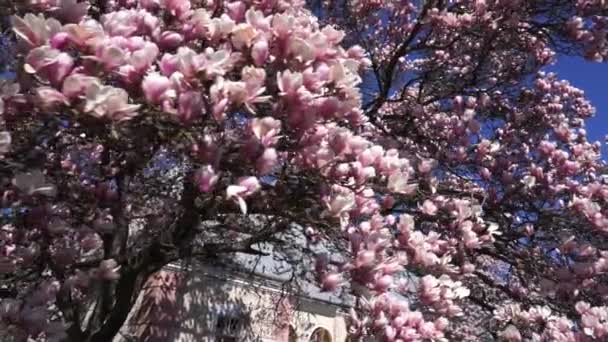 Krásný Magnolia Strom Sluncem Květy — Stock video