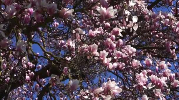 Vackra Magnolia Träd Med Sol Och Blommor — Stockvideo