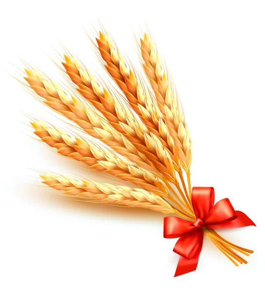 Ears of wheat with red bow. Vector. — Stock Vector