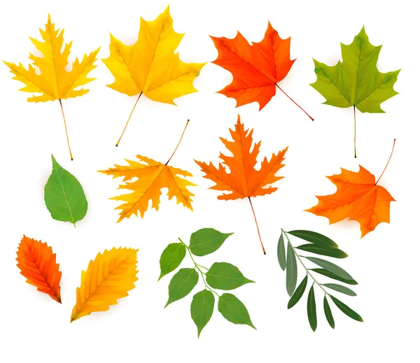 Set of colorful autumn leaves. Vector. — Stock Vector