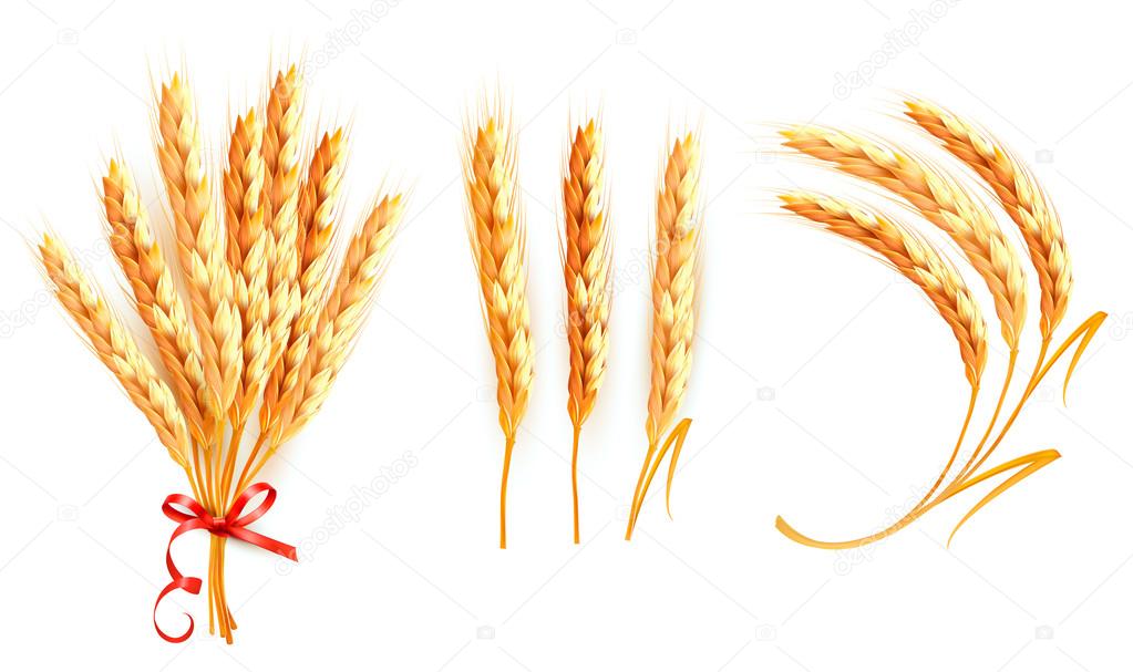 Set of ears of wheat. Vector.