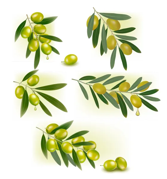 ᐈ Watercolor olive leaf stock icon, Royalty Free olive leaf