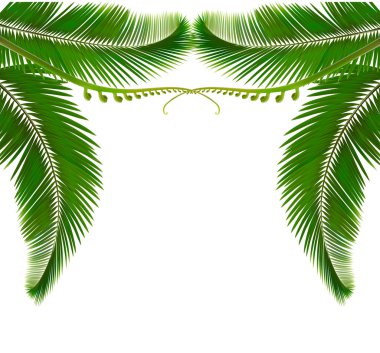 Palm, beyaz zemin üzerine bırakır. vektör çizim.