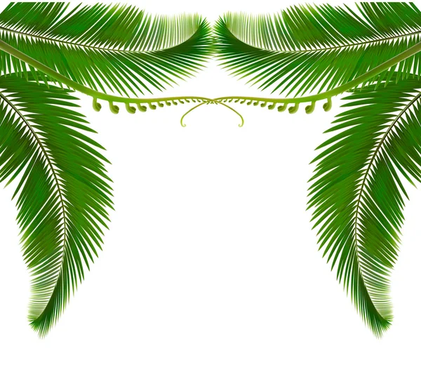 Palm leaves on white background. Vector illustration. — Stock Vector