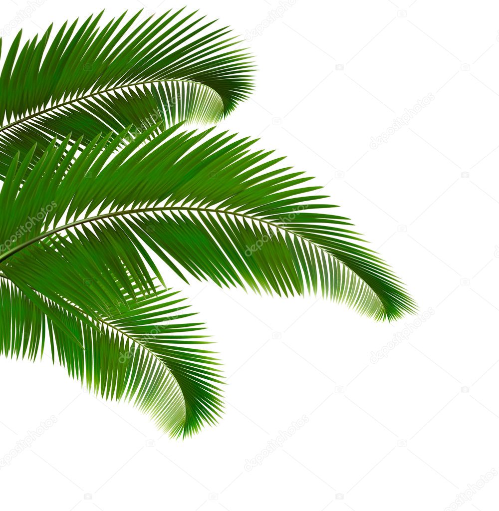 Palm leaves on white background. Vector illustration.
