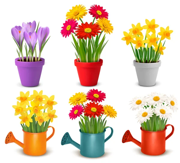 Colección de flores coloridas de primavera y verano en macetas y wat — Vector de stock