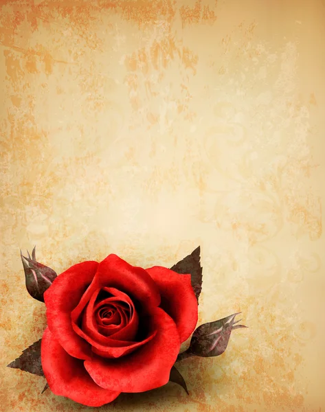 Big red rose on old paper background. Vector. — Stock Vector