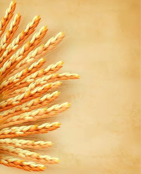 Ears of wheat on old paper background. Vector illustration — Stock Vector