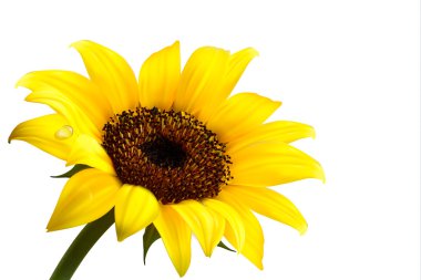 Background with yellow sunflower. Vector clipart