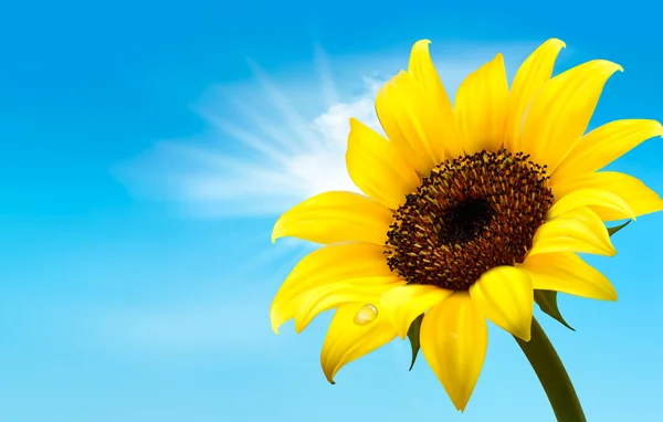 Hintergrund mit Sonnenblumenfeld über wolkenlosem blauem Himmel. Vektor — Stockvektor