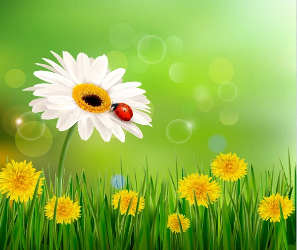 Fondo de la naturaleza de verano con mariquita en flor blanca. Vector . — Vector de stock