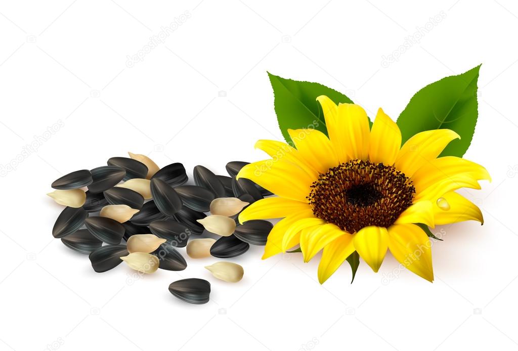 Background with yellow sunflowers and sunflower seeds. Vector il