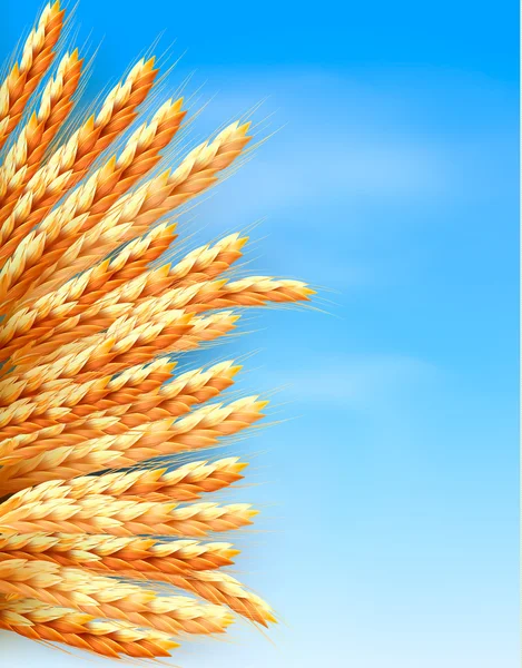 Orejas de trigo frente al cielo azul. Ilustración vectorial. — Vector de stock