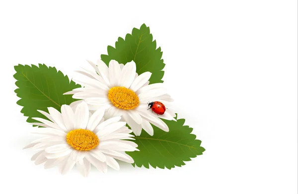 Nature fleur de marguerite d'été avec coccinelle. Illustration vectorielle. — Image vectorielle