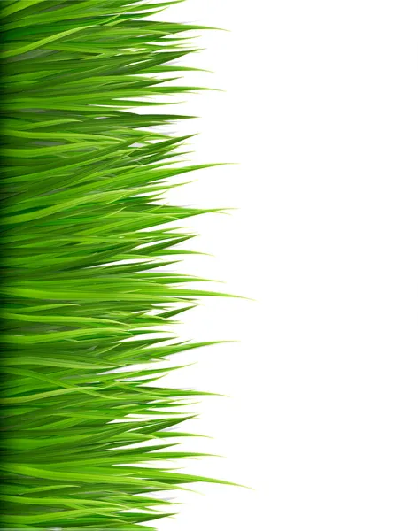 Natuur achtergrond met groen gras. Vector. — Stockvector