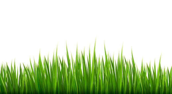Nature background with green grass. Vector. — Stock Vector