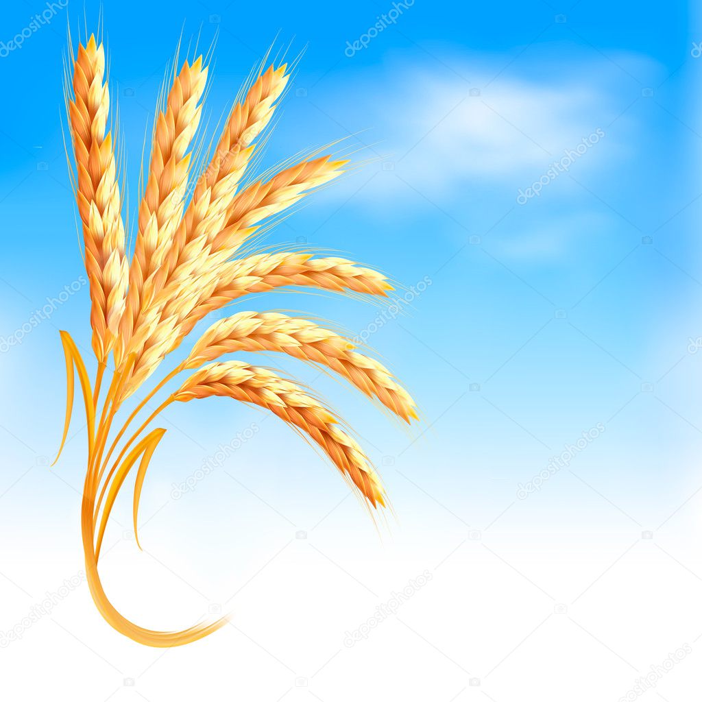 Ears of wheat in front of blue sky. Vector illustration.
