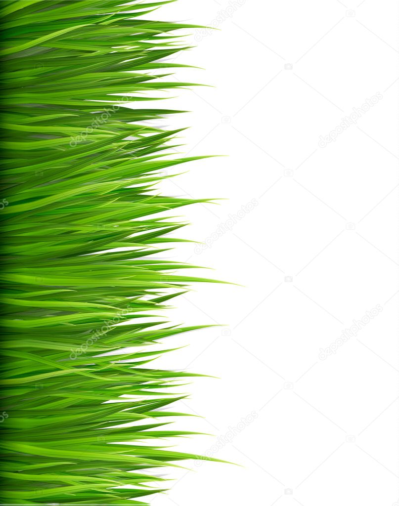 Nature background with green grass. Vector.