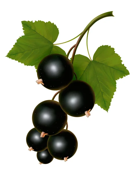 Svarta vinbär med blad. Vektor — Stock vektor