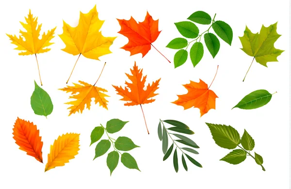 Велика колекція різнокольорових листя. Векторні ілюстрації . — стоковий вектор