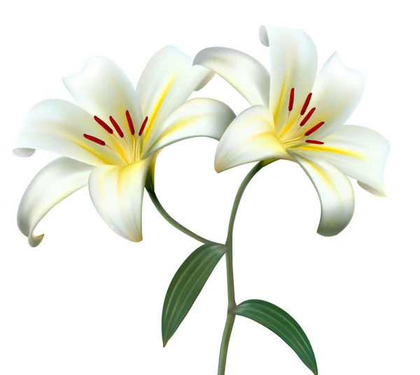 Urlaub Hintergrund mit zwei weißen Lilien. Vektor. — Stockvektor