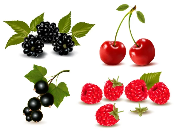 Big group of fresh berries and cherries. Vector illustration — Stock Vector