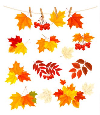 Autumn background with colorful leaves. Design elements. Vector clipart