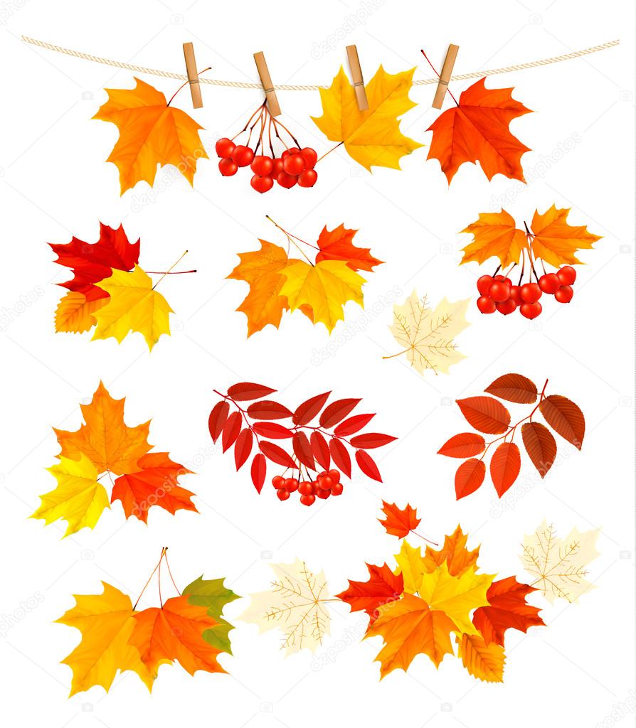 Autumn background with colorful leaves. Design elements. Vector