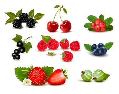 Big group of fresh berries and cherries. Vector illustration clipart
